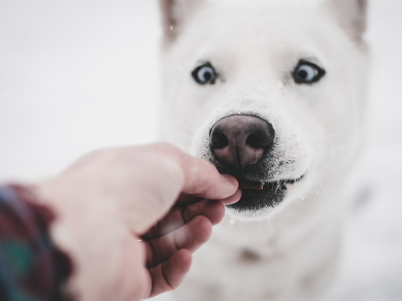White dog receiving food with a man hand