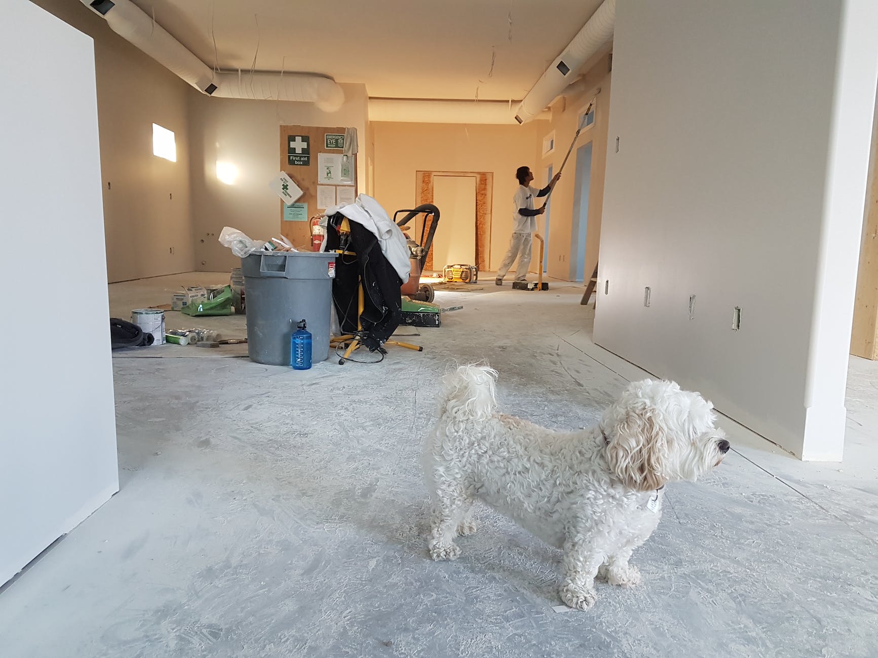 Close up of white poodle while home remodeling